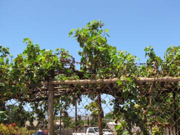 Fotografia da espécie Vitis vinifera