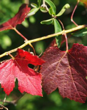 Fotografia 12 da espécie Vitis vinifera no Jardim Botânico UTAD