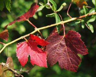 Fotografia da espécie Vitis vinifera