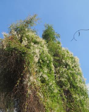 Fotografia 3 da espécie Fallopia baldschuanica no Jardim Botânico UTAD