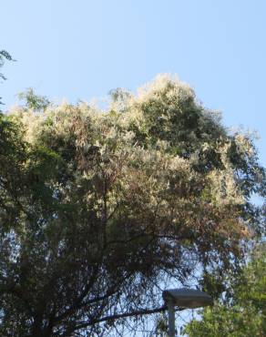 Fotografia 6 da espécie Fallopia baldschuanica no Jardim Botânico UTAD