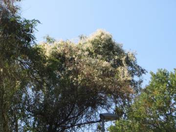 Fotografia da espécie Fallopia baldschuanica