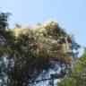 Fotografia 6 da espécie Fallopia baldschuanica do Jardim Botânico UTAD