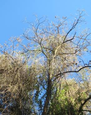 Fotografia 8 da espécie Fallopia baldschuanica no Jardim Botânico UTAD