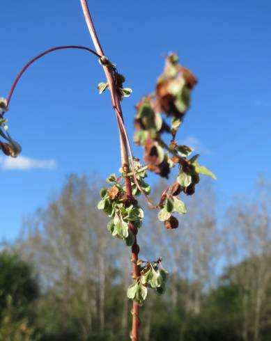 Fotografia de capa Fallopia dumetorum - do Jardim Botânico