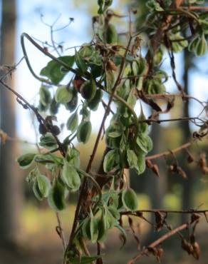 Fotografia 7 da espécie Fallopia dumetorum no Jardim Botânico UTAD