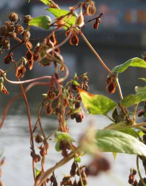 Fotografia 8 da espécie Fallopia dumetorum no Jardim Botânico UTAD