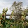 Fotografia 12 da espécie Fallopia dumetorum do Jardim Botânico UTAD