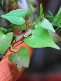 Fotografia da espécie Fallopia convolvulus