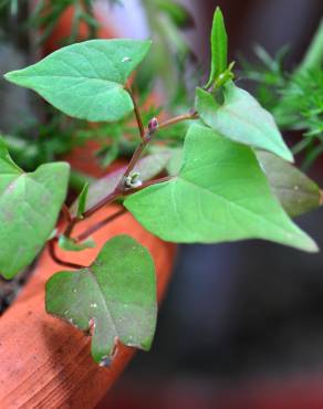 Fotografia 2 da espécie Fallopia convolvulus no Jardim Botânico UTAD