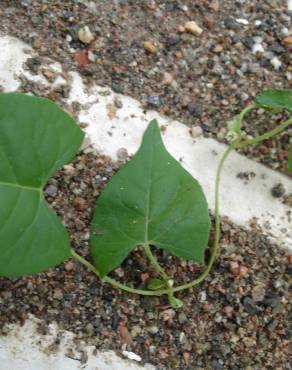 Fotografia 3 da espécie Fallopia convolvulus no Jardim Botânico UTAD