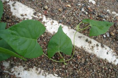 Fotografia da espécie Fallopia convolvulus