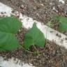 Fotografia 3 da espécie Fallopia convolvulus do Jardim Botânico UTAD