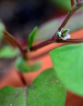 Fotografia 4 da espécie Fallopia convolvulus no Jardim Botânico UTAD