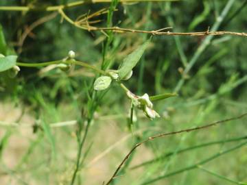 Fotografia da espécie Fallopia convolvulus