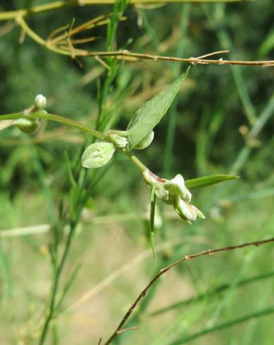 Fotografia de capa Fallopia convolvulus - do Jardim Botânico