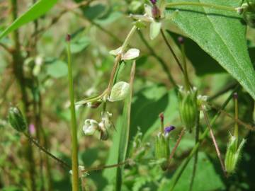 Fotografia da espécie Fallopia convolvulus