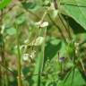 Fotografia 6 da espécie Fallopia convolvulus do Jardim Botânico UTAD