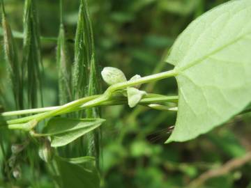 Fotografia da espécie Fallopia convolvulus