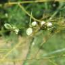 Fotografia 8 da espécie Fallopia convolvulus do Jardim Botânico UTAD