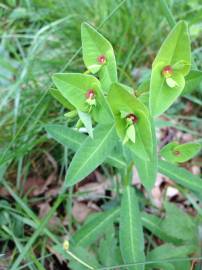 Fotografia da espécie Euphorbia dulcis