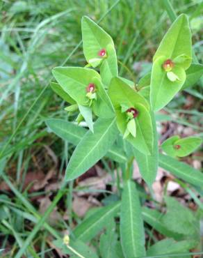 Fotografia 3 da espécie Euphorbia dulcis no Jardim Botânico UTAD