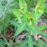 Fotografia 3 da espécie Euphorbia dulcis do Jardim Botânico UTAD