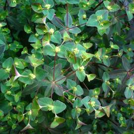 Fotografia da espécie Euphorbia dulcis