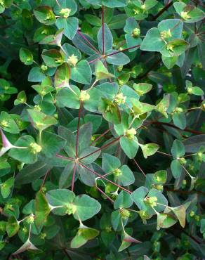 Fotografia 4 da espécie Euphorbia dulcis no Jardim Botânico UTAD