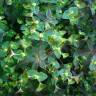 Fotografia 4 da espécie Euphorbia dulcis do Jardim Botânico UTAD