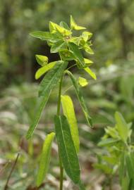 Fotografia da espécie Euphorbia dulcis