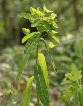 Fotografia 5 da espécie Euphorbia dulcis no Jardim Botânico UTAD