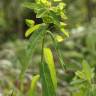 Fotografia 5 da espécie Euphorbia dulcis do Jardim Botânico UTAD