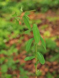 Fotografia da espécie Euphorbia dulcis