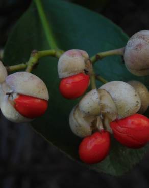 Fotografia 4 da espécie Euonymus japonicus no Jardim Botânico UTAD