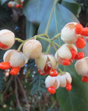 Fotografia 5 da espécie Euonymus japonicus no Jardim Botânico UTAD