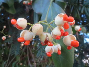 Fotografia da espécie Euonymus japonicus