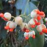 Fotografia 5 da espécie Euonymus japonicus do Jardim Botânico UTAD