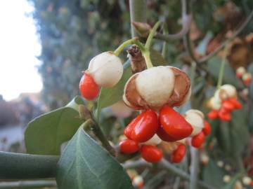 Fotografia da espécie Euonymus japonicus