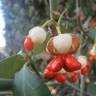 Fotografia 1 da espécie Euonymus japonicus do Jardim Botânico UTAD