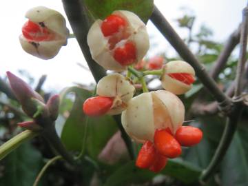 Fotografia da espécie Euonymus japonicus