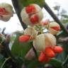 Fotografia 6 da espécie Euonymus japonicus do Jardim Botânico UTAD