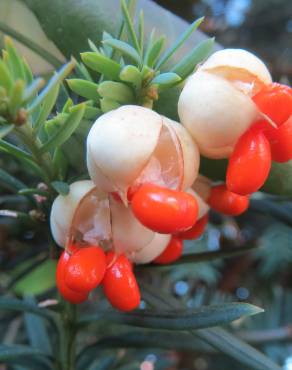 Fotografia 7 da espécie Euonymus japonicus no Jardim Botânico UTAD