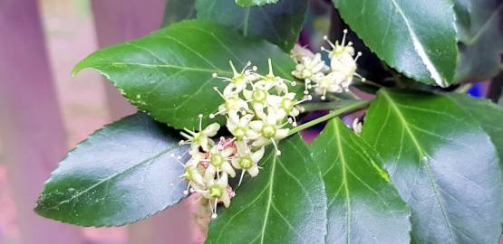 Fotografia da espécie Euonymus japonicus