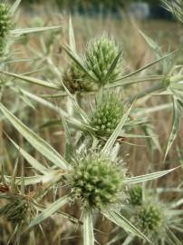 Fotografia da espécie Eryngium campestre