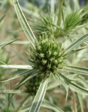 Fotografia 7 da espécie Eryngium campestre no Jardim Botânico UTAD