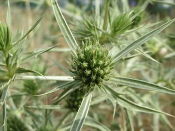 Fotografia da espécie Eryngium campestre