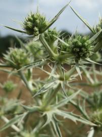 Fotografia da espécie Eryngium campestre