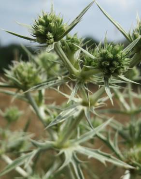 Fotografia 8 da espécie Eryngium campestre no Jardim Botânico UTAD