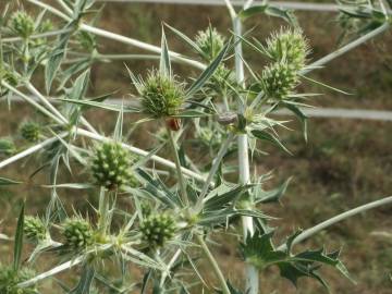 Fotografia da espécie Eryngium campestre